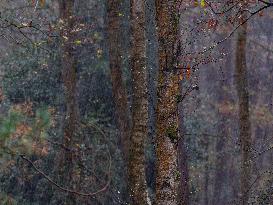 Autumn Colors in Caorches Saint Nicolas - France