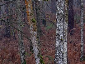Autumn Colors in Caorches Saint Nicolas - France
