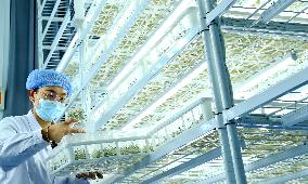 Potato Industry Chain