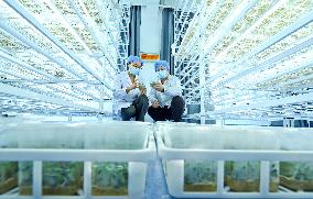 Potato Industry Chain