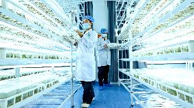 Potato Industry Chain