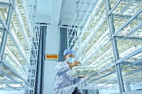 Potato Industry Chain