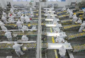 Navel Orange Processing Industry