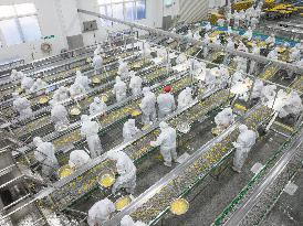 Navel Orange Processing Industry