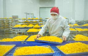 Navel Orange Processing Industry