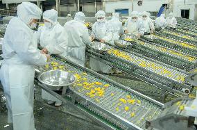 Navel Orange Processing Industry