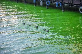 Extinction Rebellion Blitz Paints Navigli and Darsena Canals Green To Protest Against Climate Change - Italy