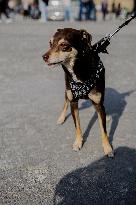 PFW - Dior Street Style