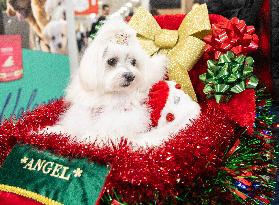Christmas Canadian Pet Expo - Canada
