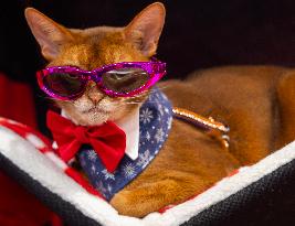 Christmas Canadian Pet Expo - Canada