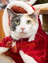 Christmas Canadian Pet Expo - Canada