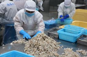 Salt Field Shrimp Processing in Binzhou