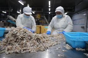 Salt Field Shrimp Processing in Binzhou