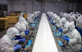 Salt Field Shrimp Processing in Binzhou