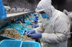 Salt Field Shrimp Processing in Binzhou