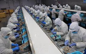 Salt Field Shrimp Processing in Binzhou