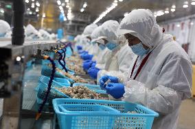 Salt Field Shrimp Processing in Binzhou