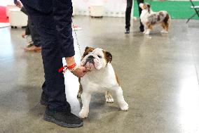 National Championship Dog Show - Toronto