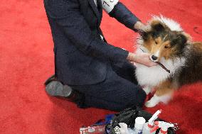 National Championship Dog Show - Toronto