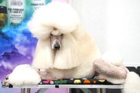 National Championship Dog Show - Toronto