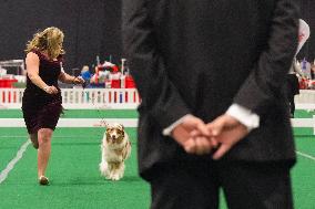 National Championship Dog Show - Toronto