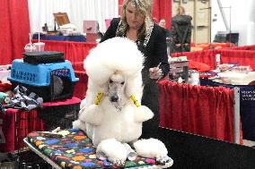 National Championship Dog Show - Toronto
