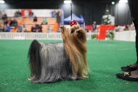 National Championship Dog Show - Toronto