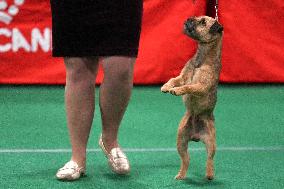 National Championship Dog Show - Toronto