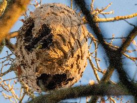 Great Tit in an Asian Hornet Nest - France