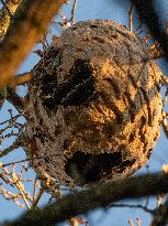 Great Tit in an Asian Hornet Nest - France