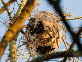 Great Tit in an Asian Hornet Nest - France