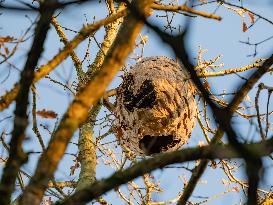 Great Tit in an Asian Hornet Nest - France