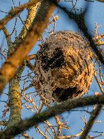 Great Tit in an Asian Hornet Nest - France