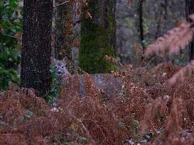 Female Deer in Caorches - France