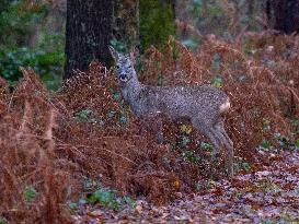 Female Deer in Caorches - France