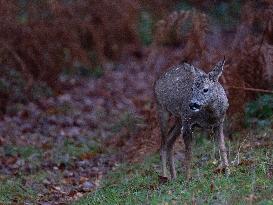 Female Deer in Caorches - France