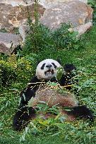 Famous Pair Of Pandas Will Leave Beauval Zoo For China - France