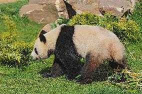 Famous Pair Of Pandas Will Leave Beauval Zoo For China - France