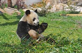 Famous Pair Of Pandas Will Leave Beauval Zoo For China - France