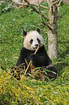 Famous Pair Of Pandas Will Leave Beauval Zoo For China - France
