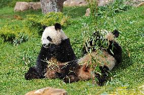 Famous Pair Of Pandas Will Leave Beauval Zoo For China - France