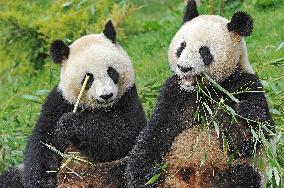 Famous Pair Of Pandas Will Leave Beauval Zoo For China - France