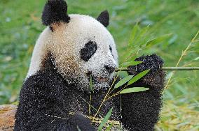 Famous Pair Of Pandas Will Leave Beauval Zoo For China - France