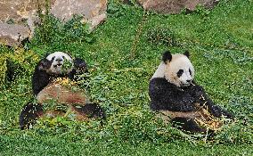 Famous Pair Of Pandas Will Leave Beauval Zoo For China - France