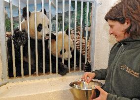 Famous Pair Of Pandas Will Leave Beauval Zoo For China - France