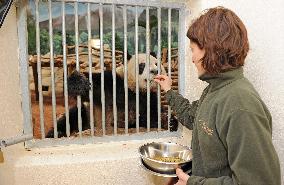 Famous Pair Of Pandas Will Leave Beauval Zoo For China - France