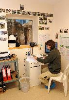 Famous Pair Of Pandas Will Leave Beauval Zoo For China - France