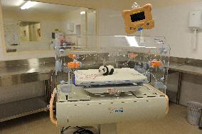 Famous Pair Of Pandas Will Leave Beauval Zoo For China - France