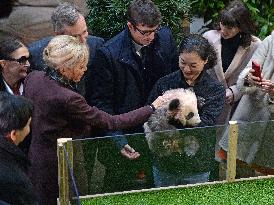 Famous Pair Of Pandas Will Leave Beauval Zoo For China - France