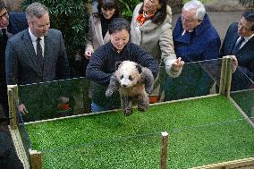 Famous Pair Of Pandas Will Leave Beauval Zoo For China - France